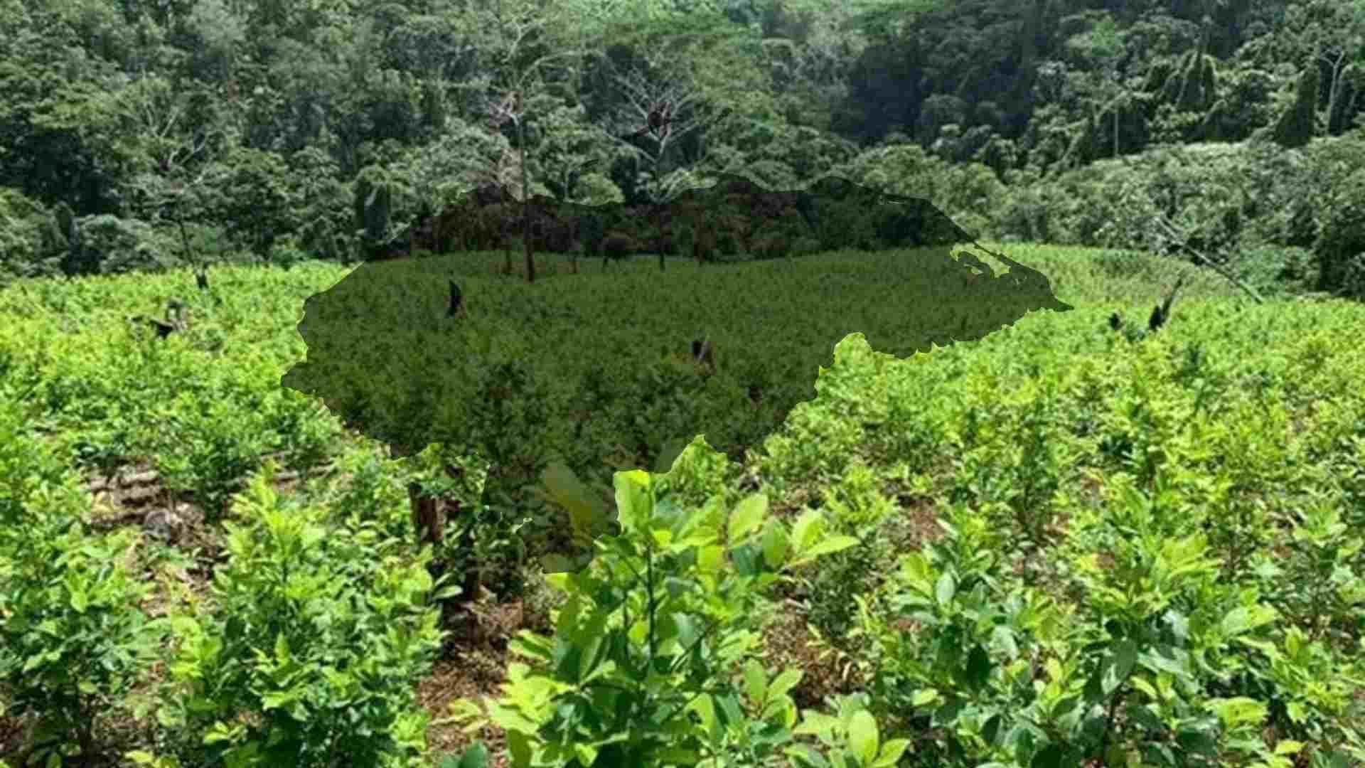 Cerca de 20 municipios productores de hoja de coca en Honduras, revela informe de Insight Crime