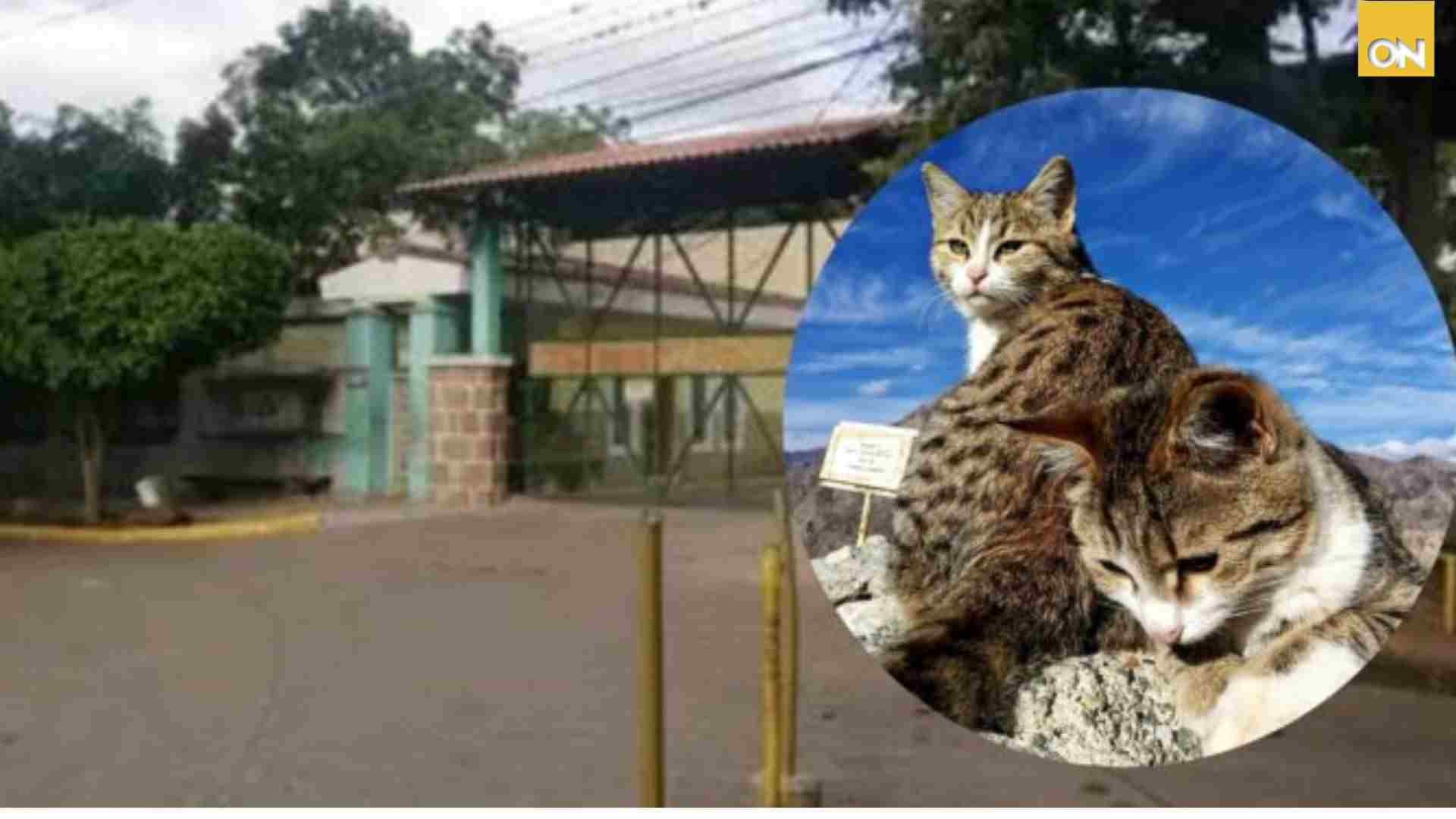 Hospital del Tórax restringe alimentación de gatos callejeros