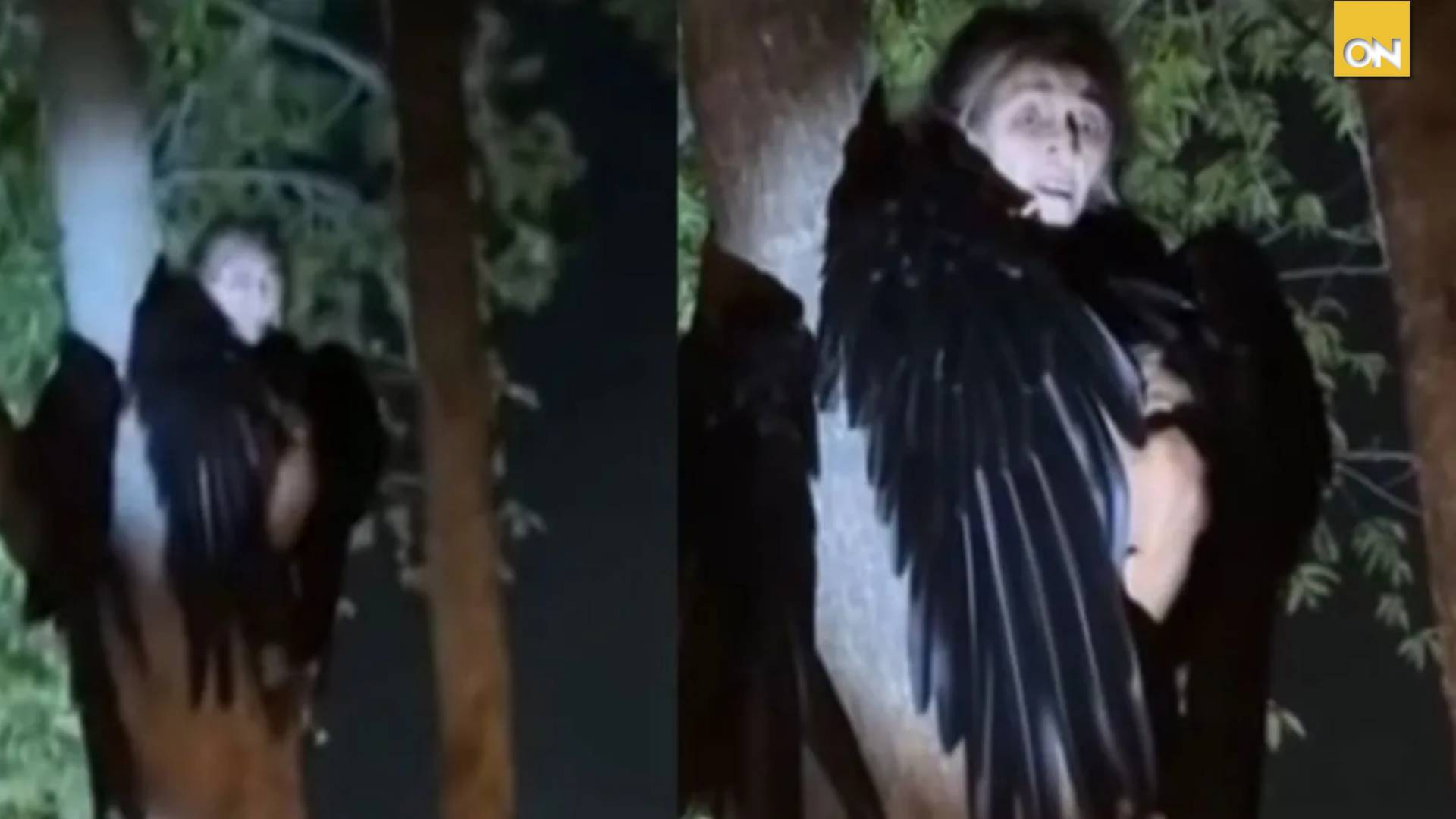 portada bruja video