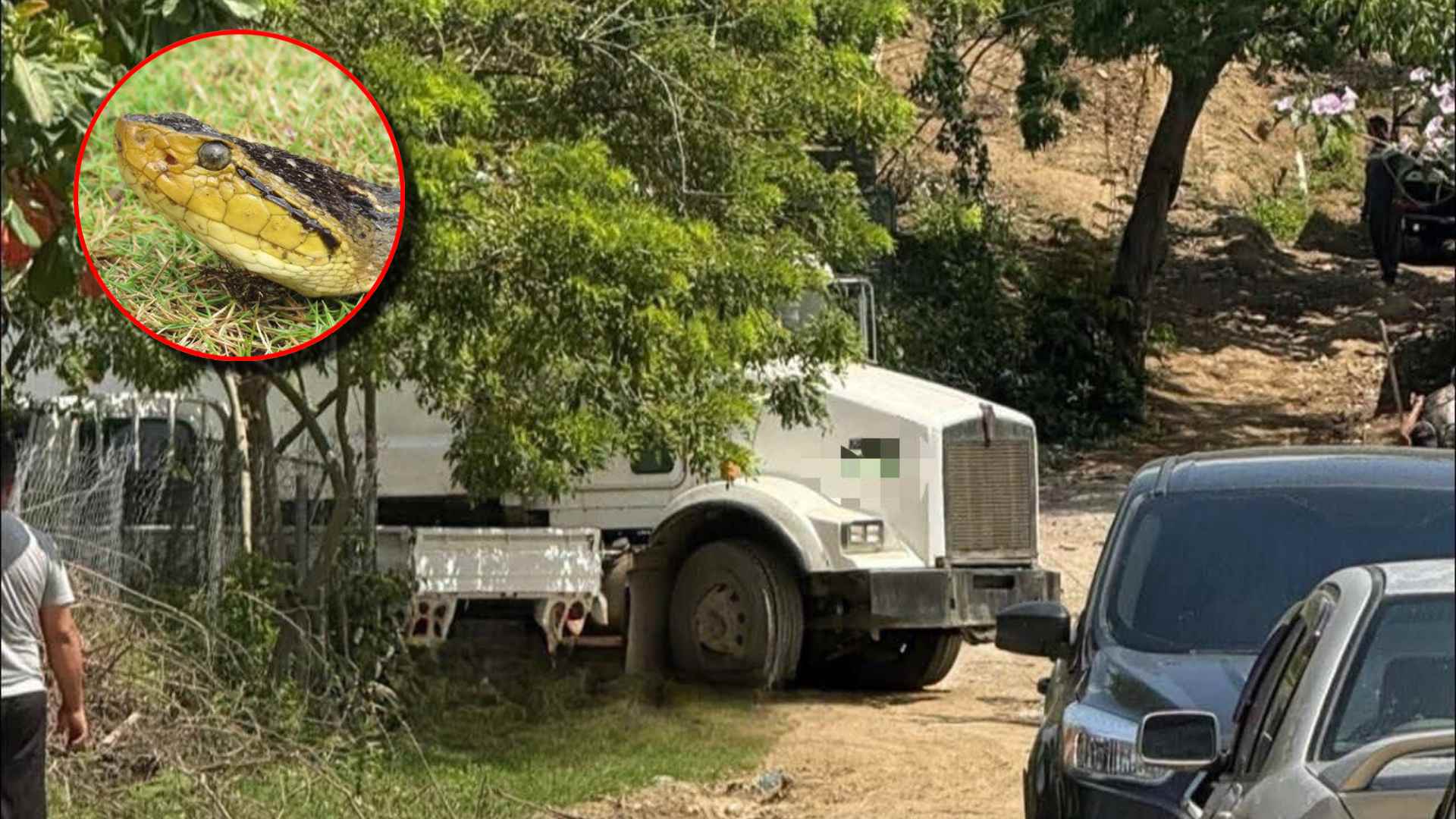 Recolector de basura delicado por mordedura de serpiente en SPS