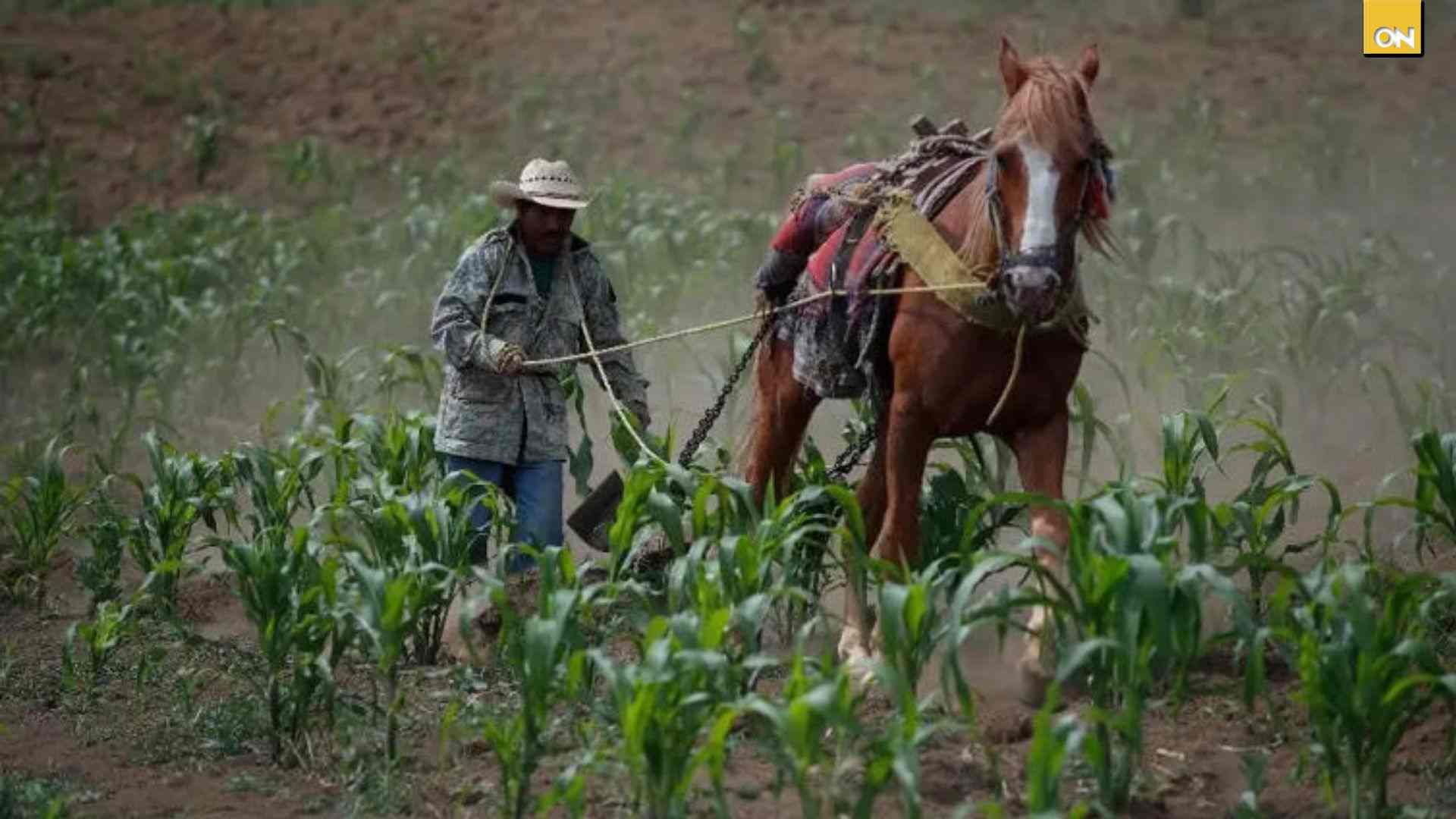 Alza en fertilizantes y diésel golpea fuertemente al sector agrícola en Honduras