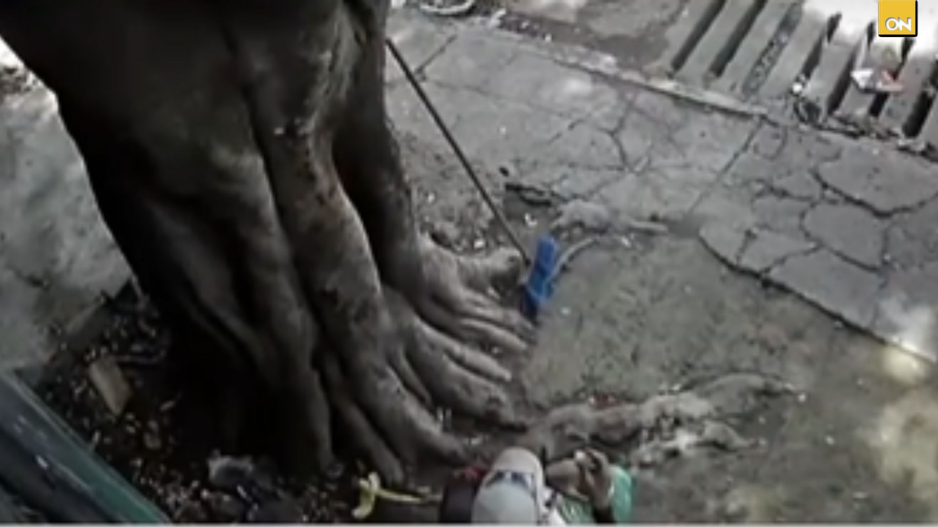 VIDEO: Hombre pierde la vida tras brutal atropello en la Cerro Grande; conductor sería un adolescente
