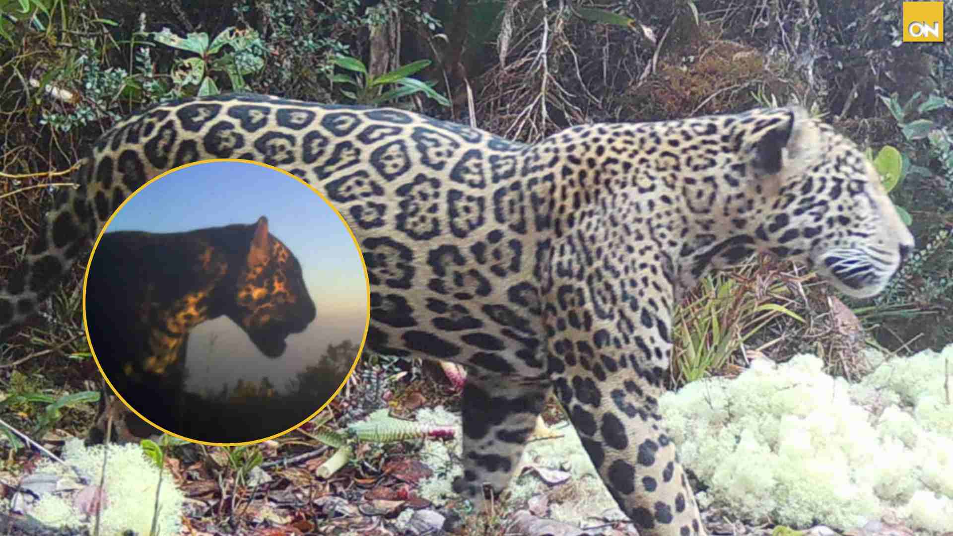Jaguar de las nubes