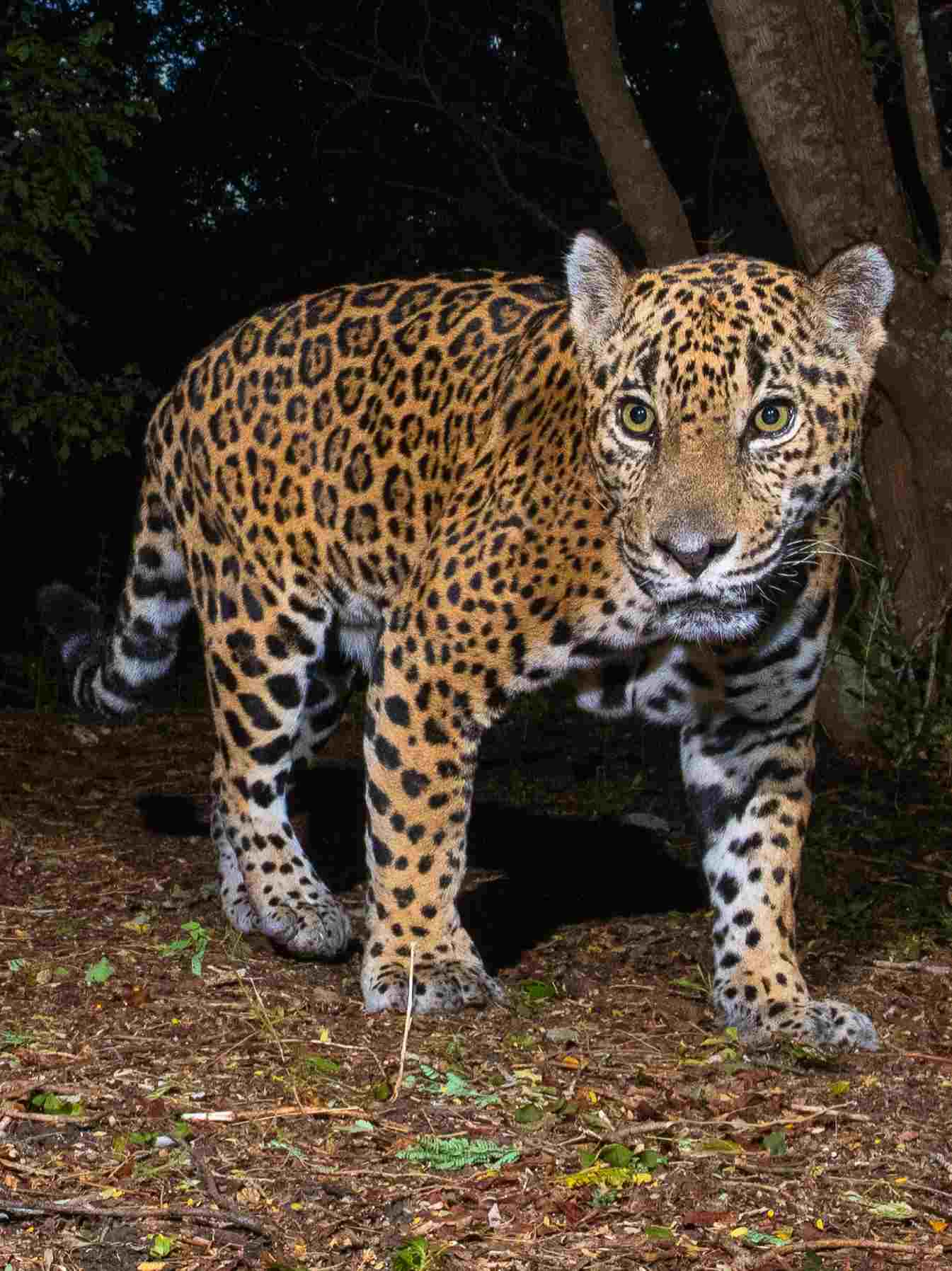  Pareja Jaguar La Moskitia