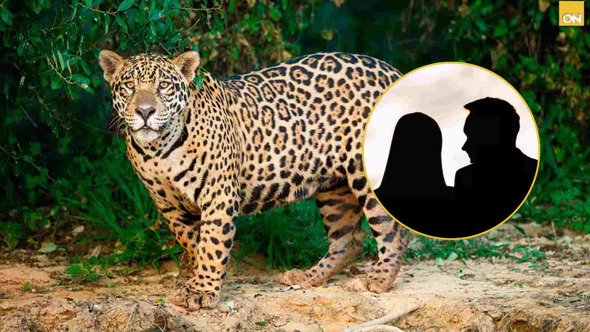 Pareja Jaguar La Moskitia