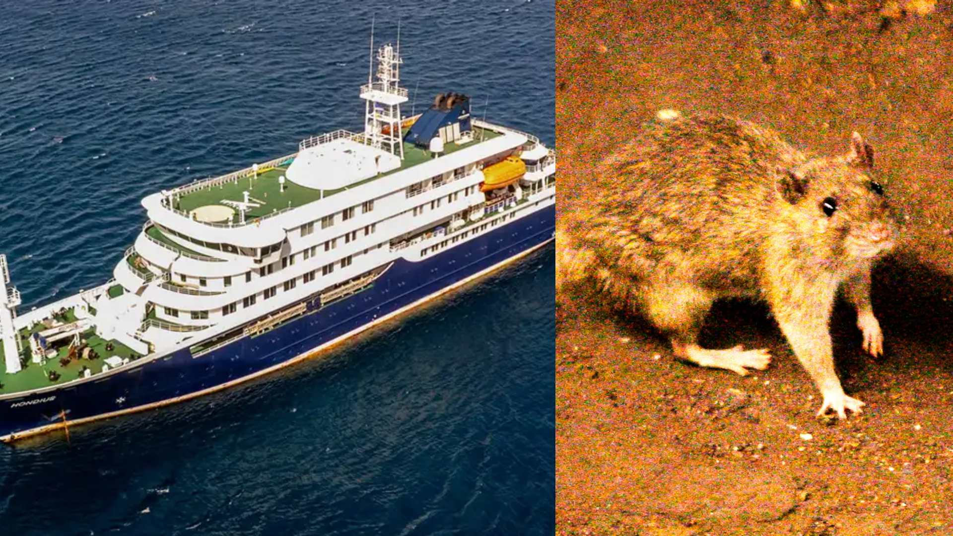 Brote de “virus mortal” deja tres víctimas en crucero en altamar