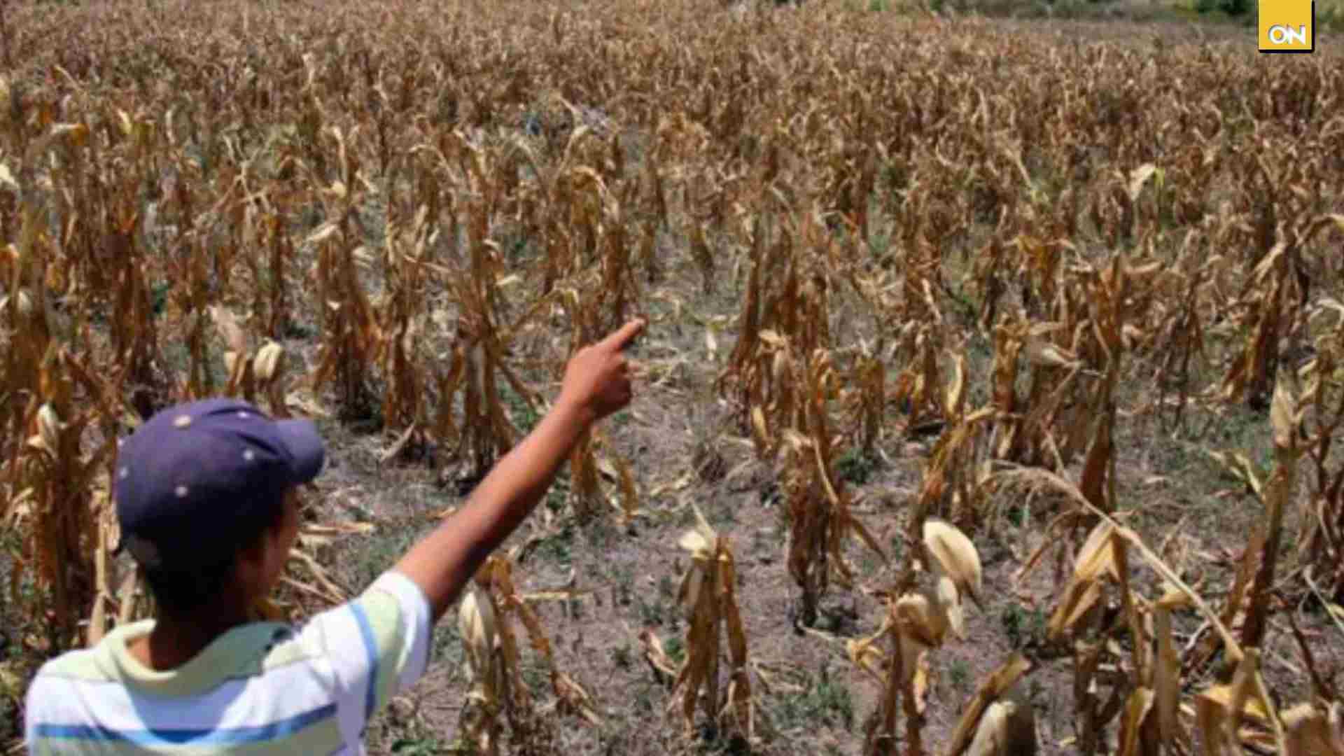 ¿Cultivos perdidos y racionamientos? La sequía golpea con fuerza estas zonas de Honduras