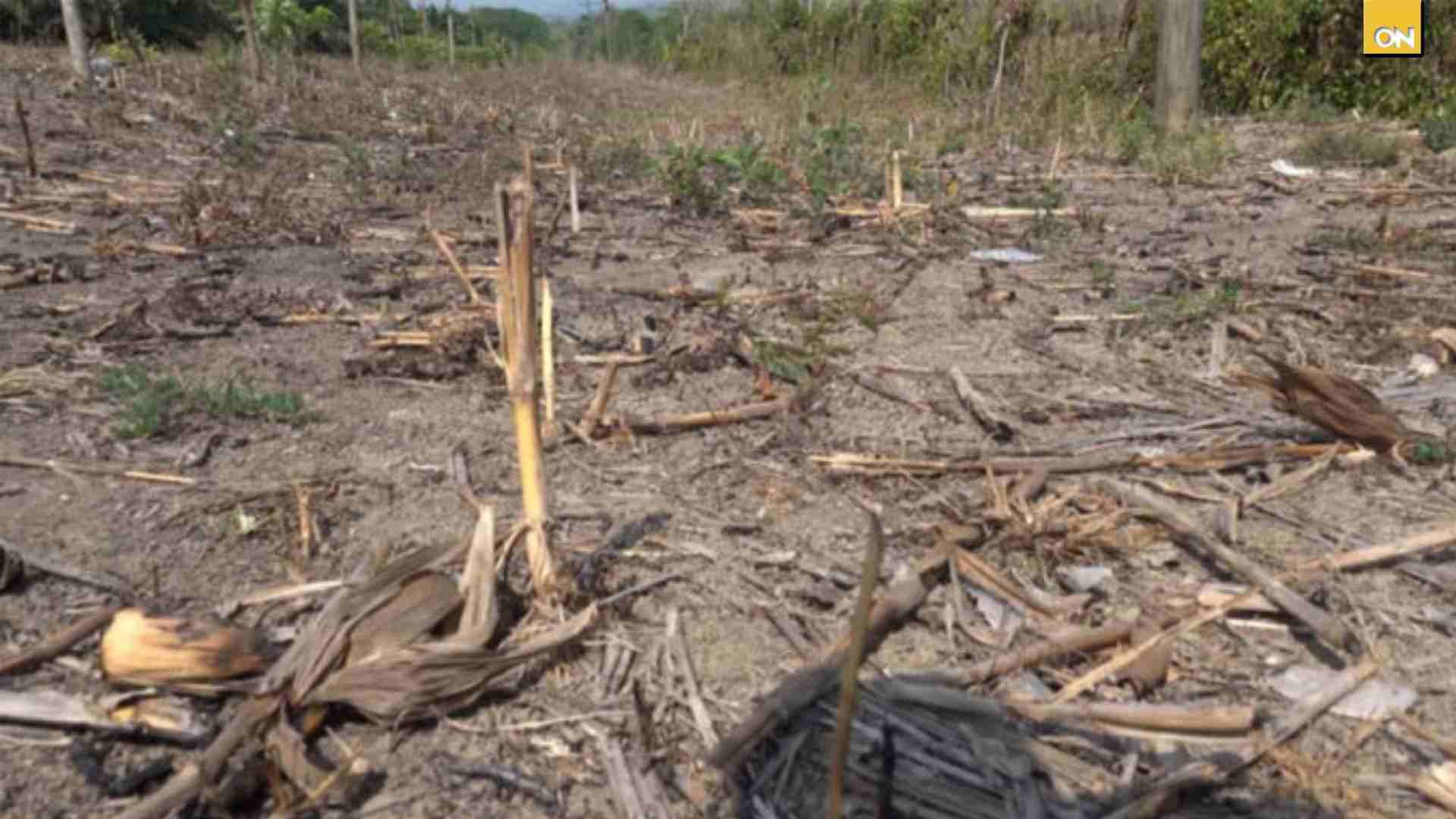 Copeco amplía alerta verde por sequía en 75 municipios de Honduras