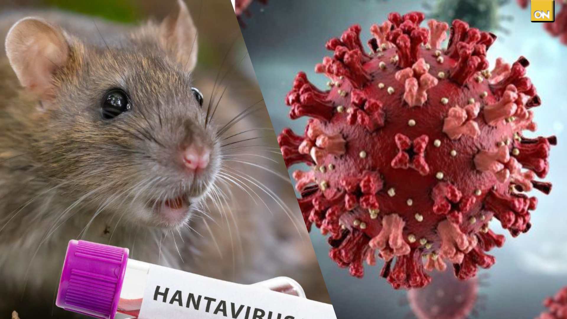 ¿Gripe o hantavirus? síntomas engañosos que comparten estas dos enfermedades