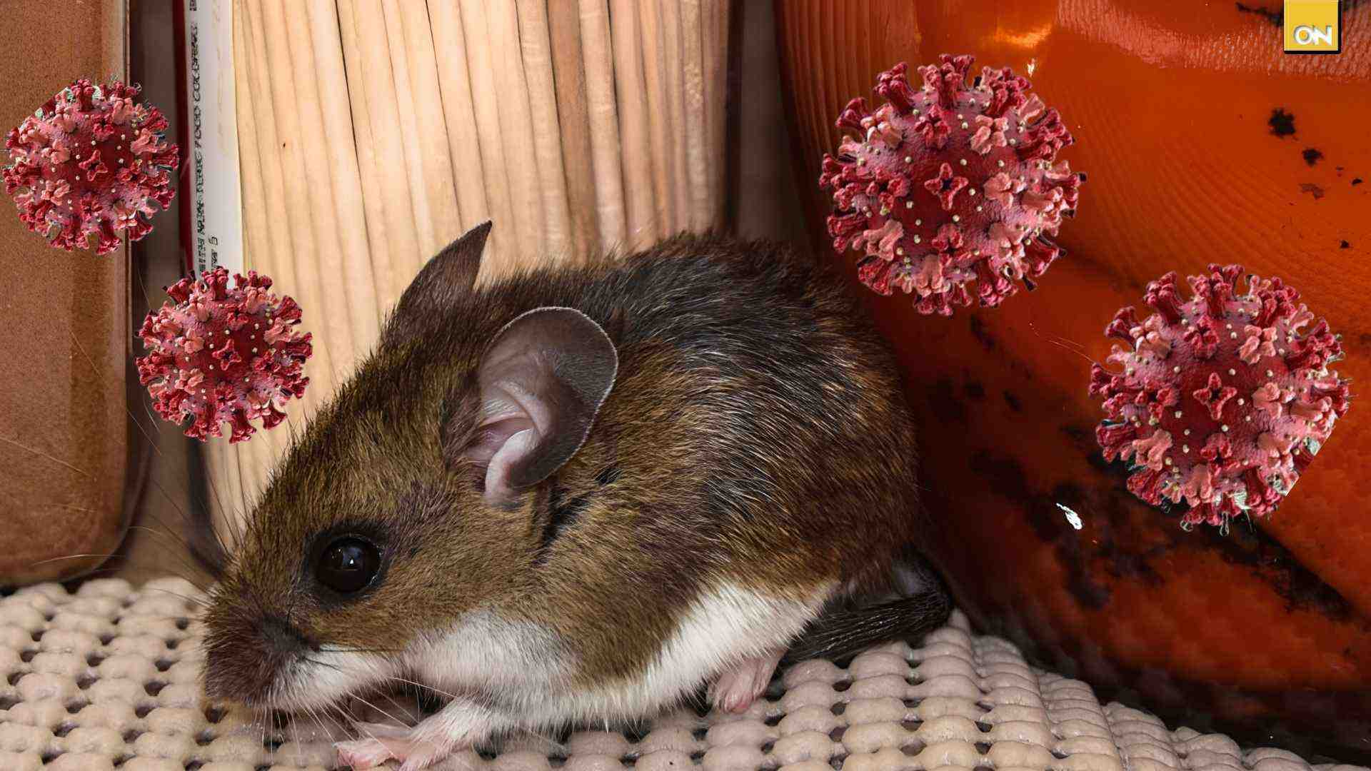 Hantavirus 2026 alerta por brote en crucero y cómo evitar roedores en casa