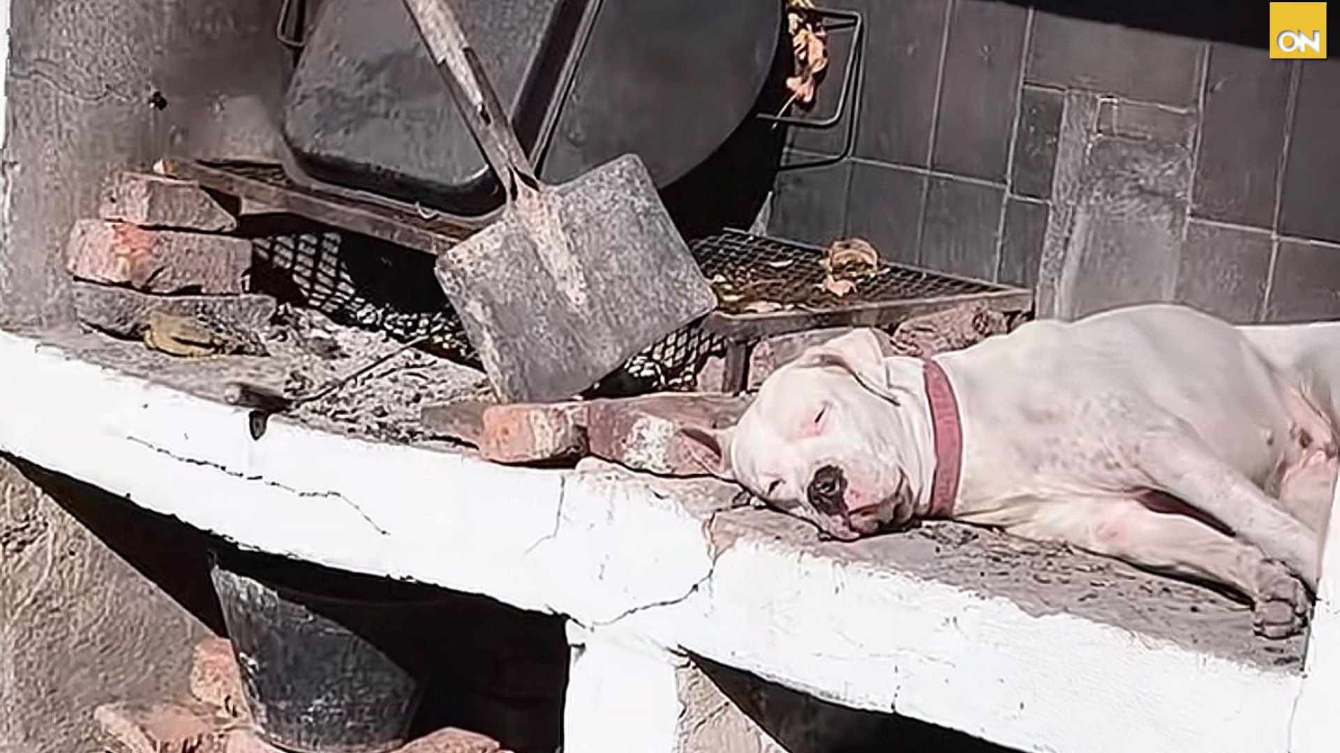 La inesperada siesta de una perra que sorprendió a todos