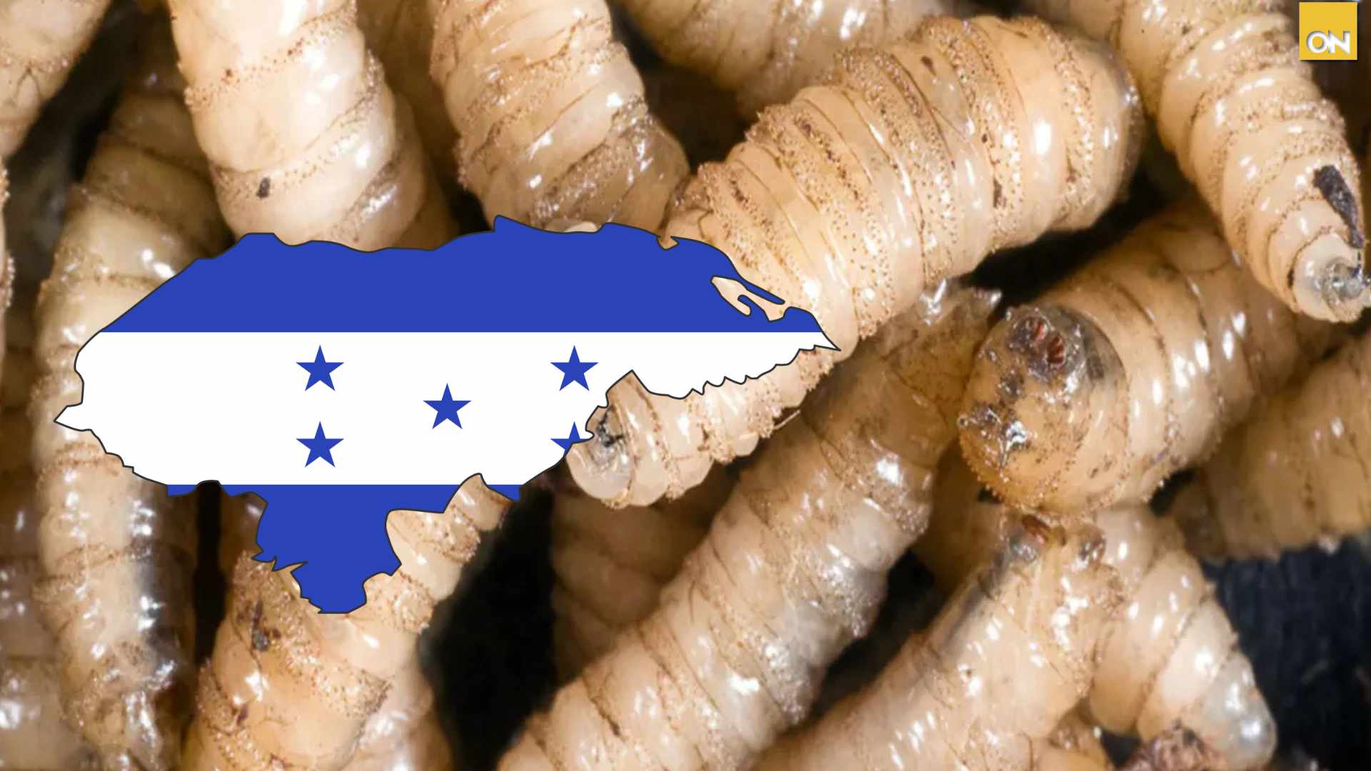 gusano barrenador en Honduras