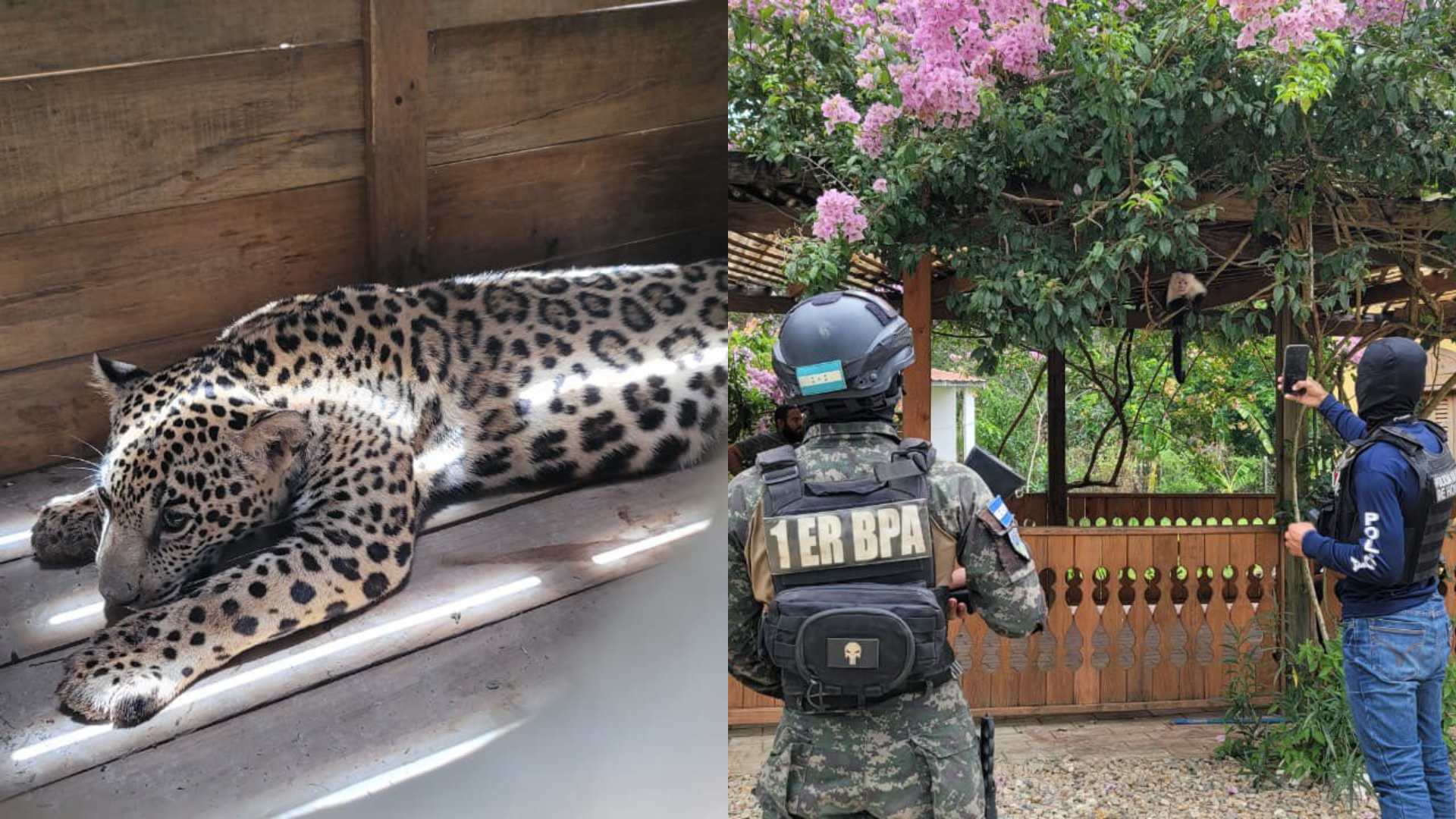 Jaguar y otros animales silvestre en casa en Olancho