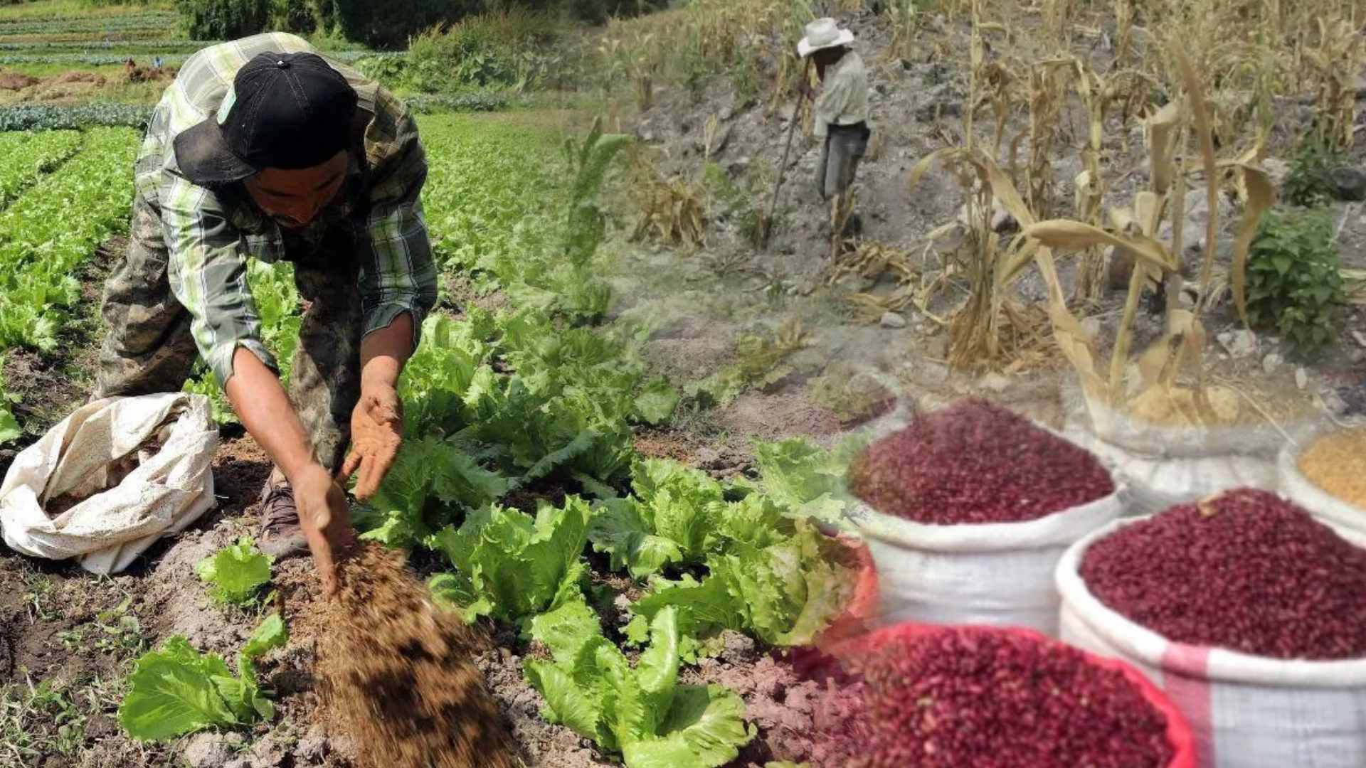 Panorama de la seguridad alimentaria en Honduras 2026