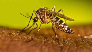 Dengue, gusano barrenador y sarampión en Honduras: epidemiólogo alerta por aumento de enfermedades 