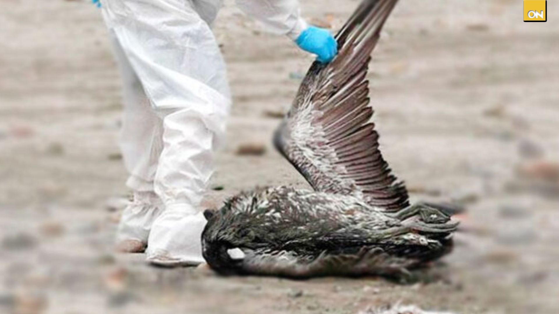 Influenza aviar: qué aves están afectadas y cómo prevenir contagios