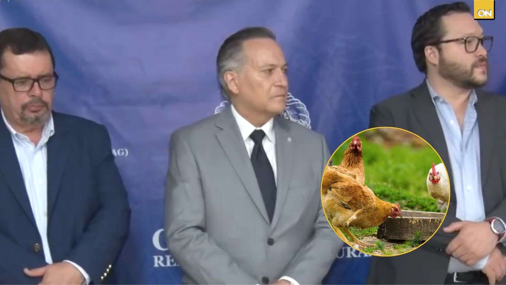 Honduras activa protocolos de emergencia ante casos de influenza aviar ¿En qué tipo de aves?