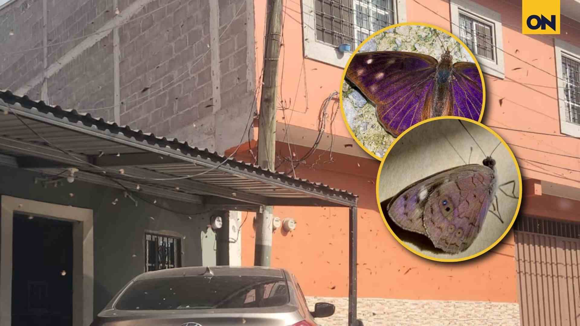 ¿Qué provocó la aparición de miles de mariposas en el cielo de Tegucigalpa? La razón detrás del fenómeno