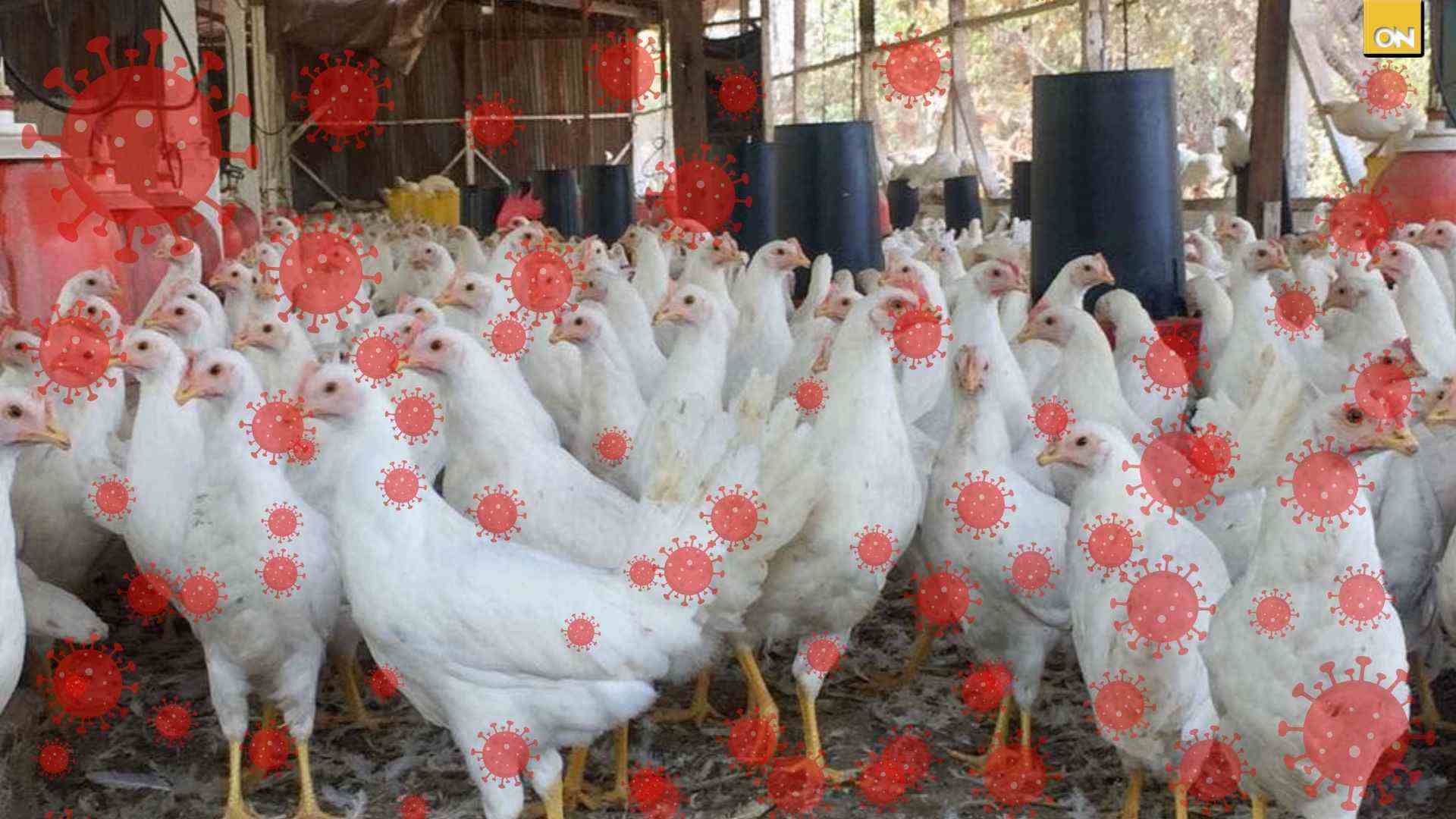Honduras podría declarar emergencia nacional para contener brote de influenza aviar tras el sacrificio de 30 mil aves de corral en Santa Bárbara