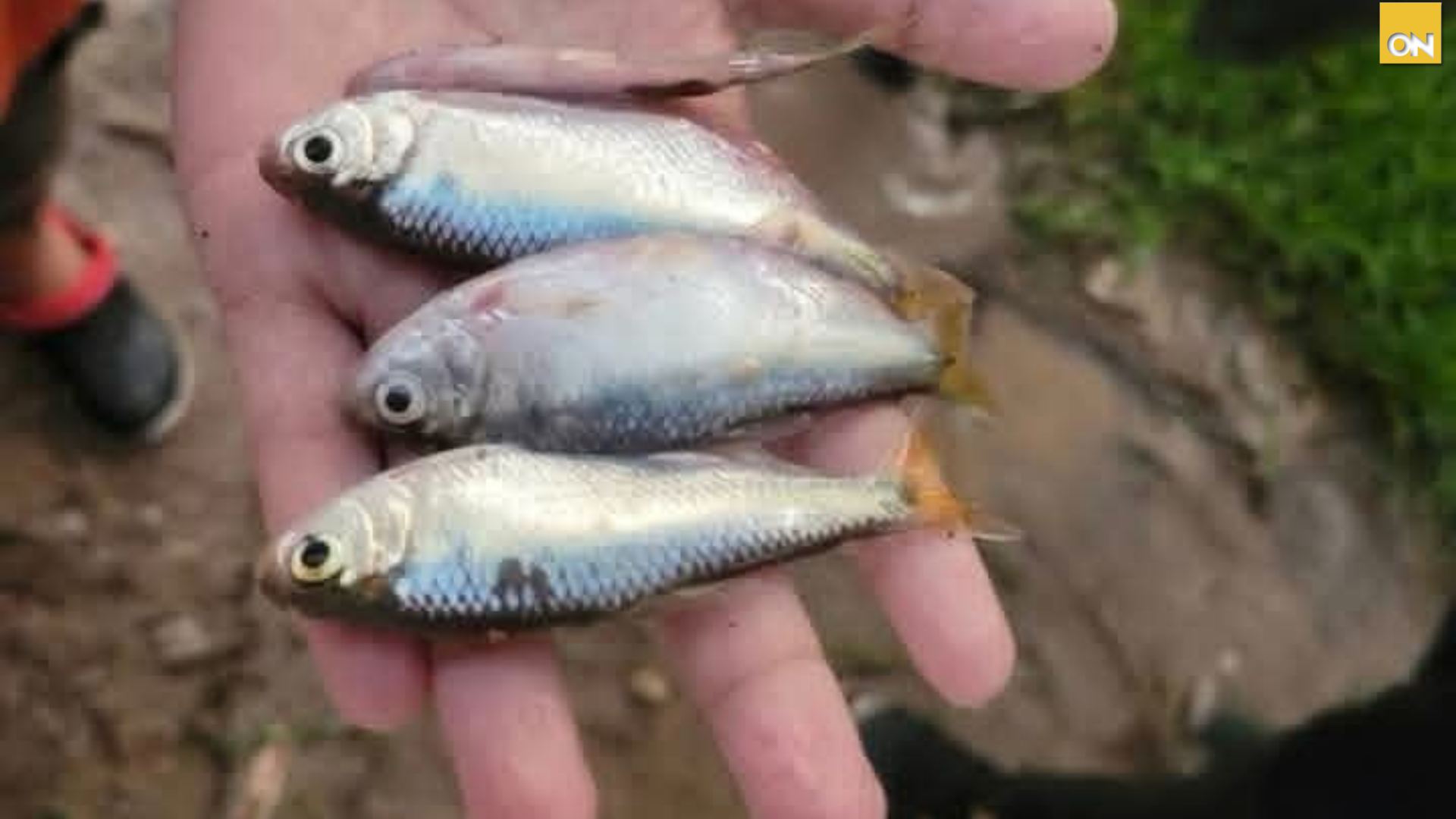 Lluvia de peces en Honduras: ¿qué misterio natural mantiene viva esta sorprendente tradición?