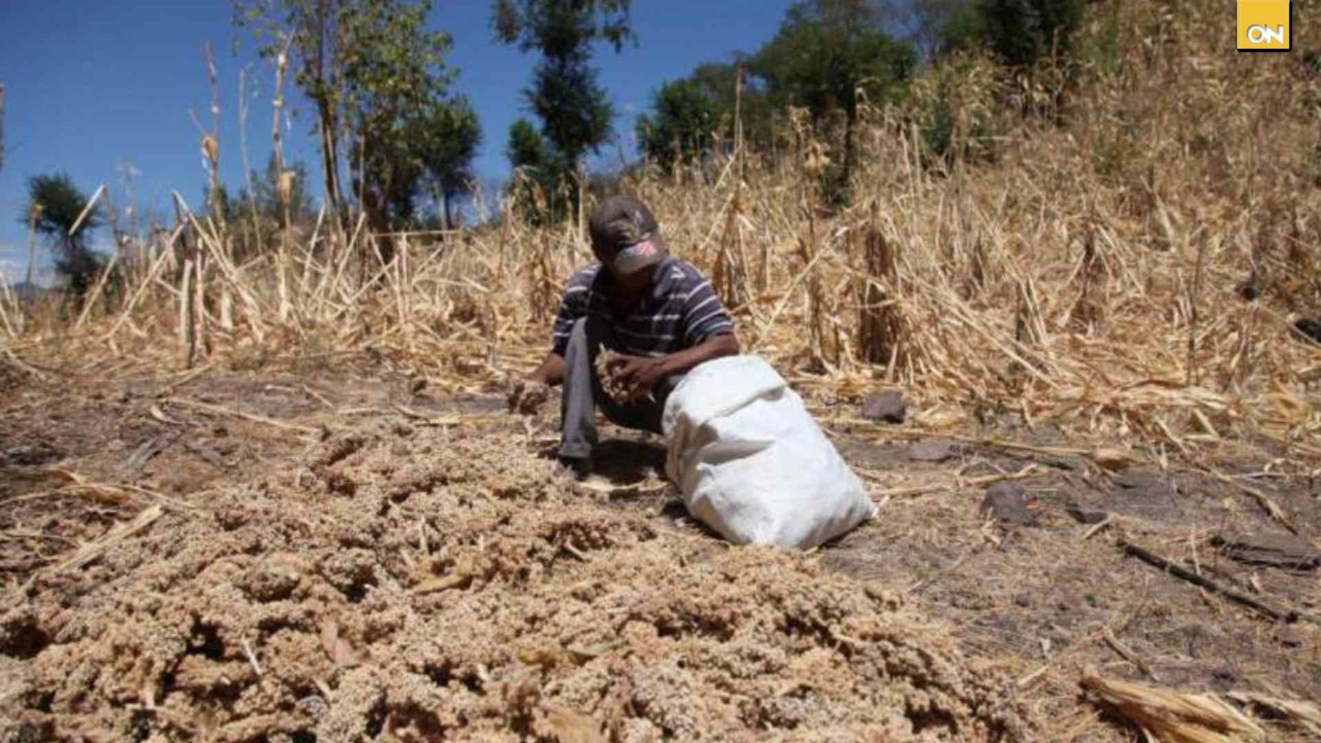Sectores sociales exigen medidas urgentes para enfrentar la crisis alimentaria en Honduras