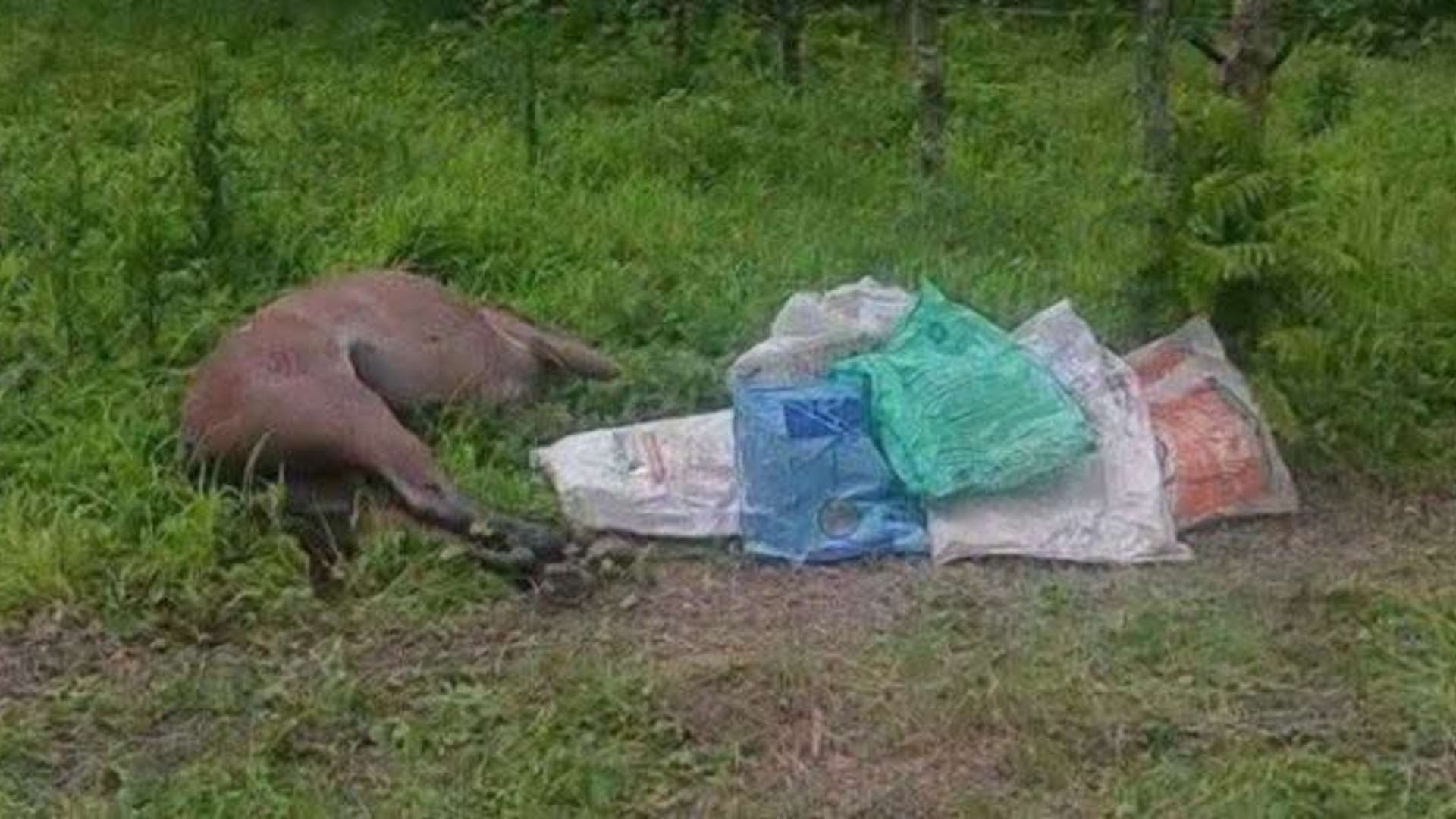 Campesino muere junto a su caballo tras sufrir una descarga eléctrica en Copán