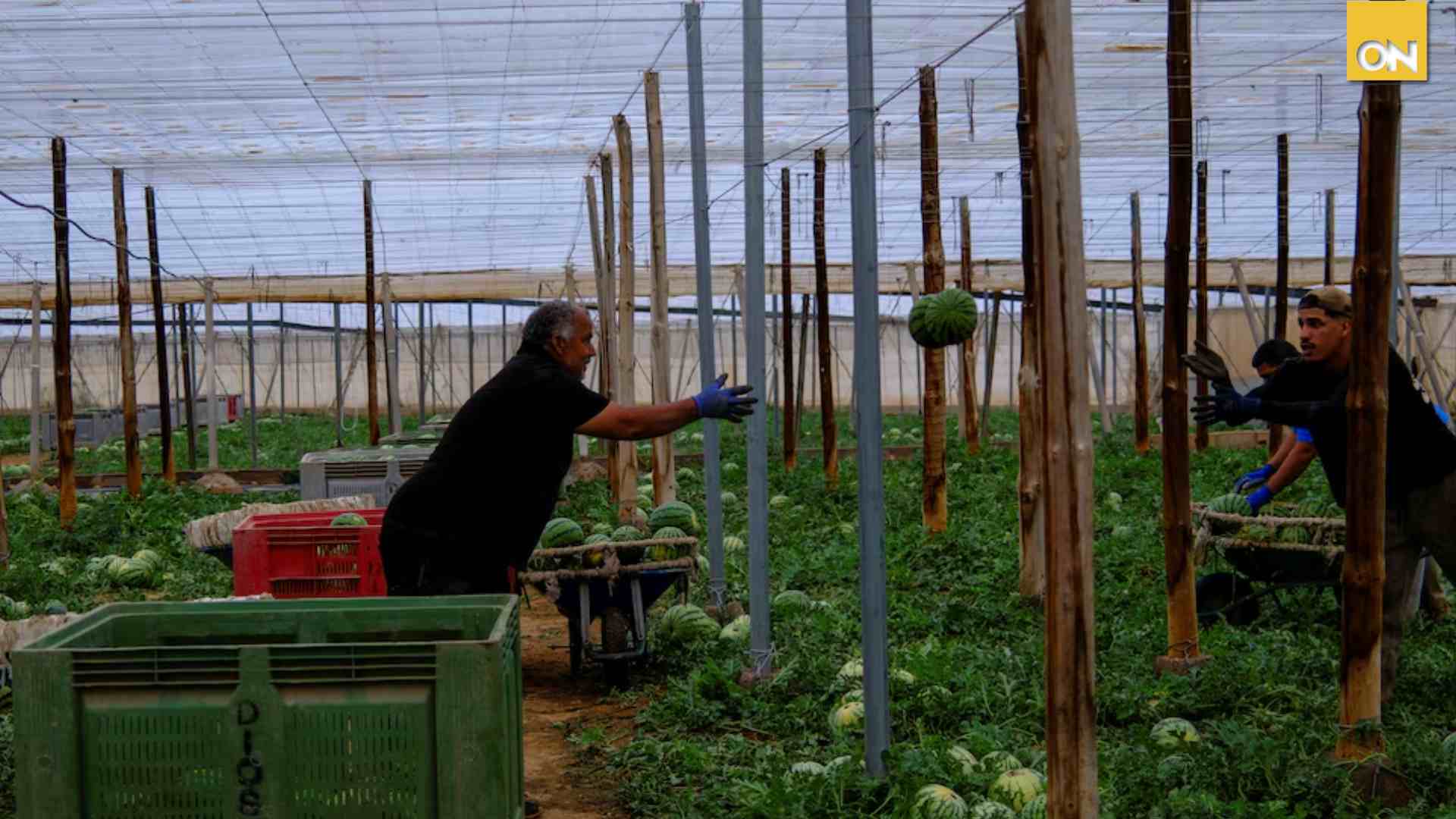 hondureños trabajo temporal España