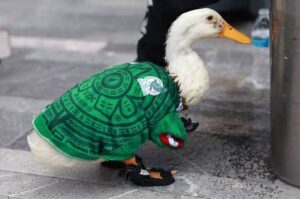 Pato Viral Programa Deportivo