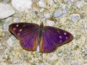 Eunica monima 