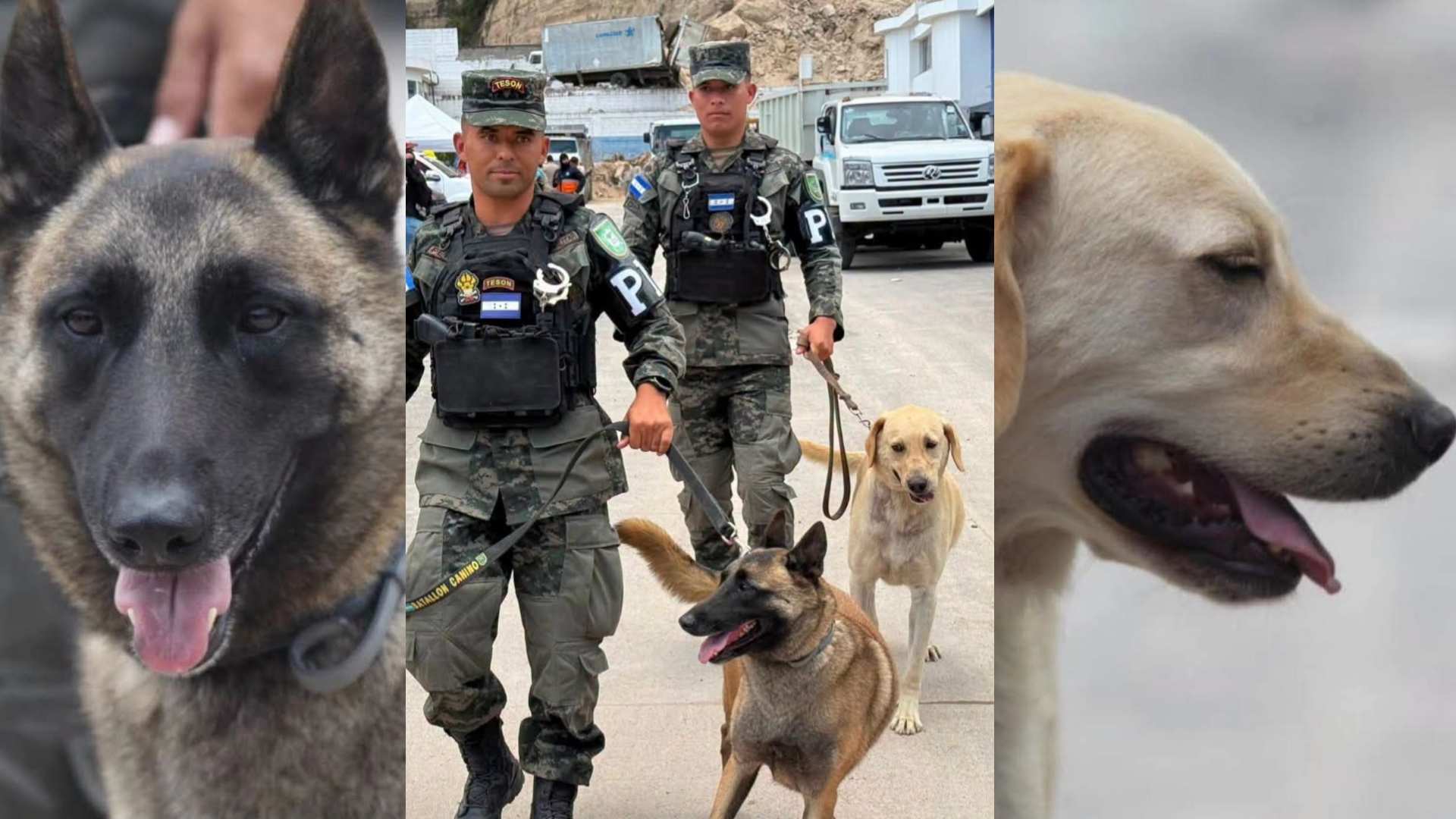 Héroes peludos durante derrumbe en Anillo Periférico