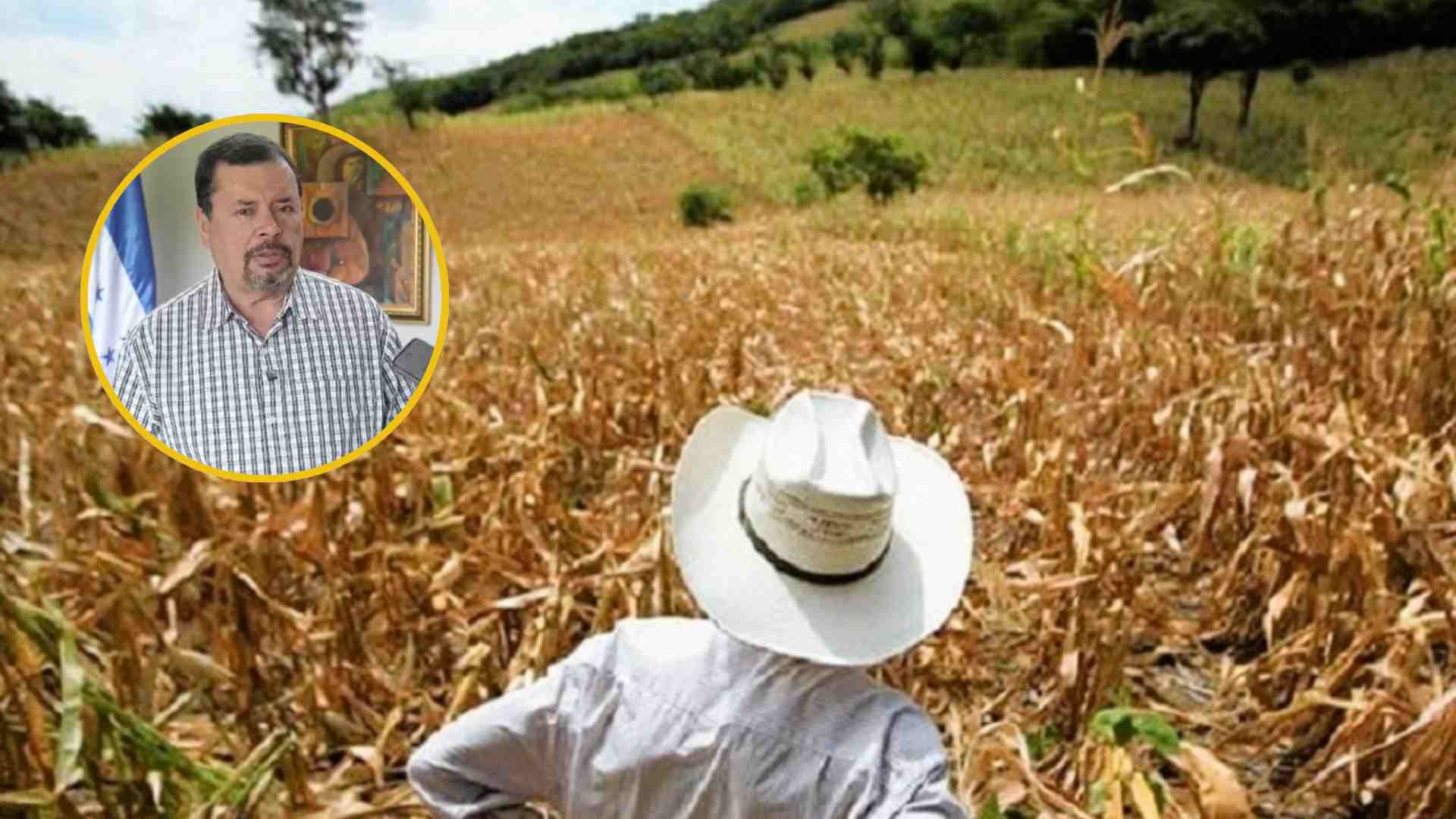 SAG advierte que la canícula podría ser más fuerte y afectar las cosechas en Honduras