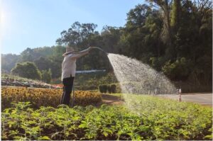 Un parásito mortal podría infestar a Honduras ¿Cómo detectarlo?