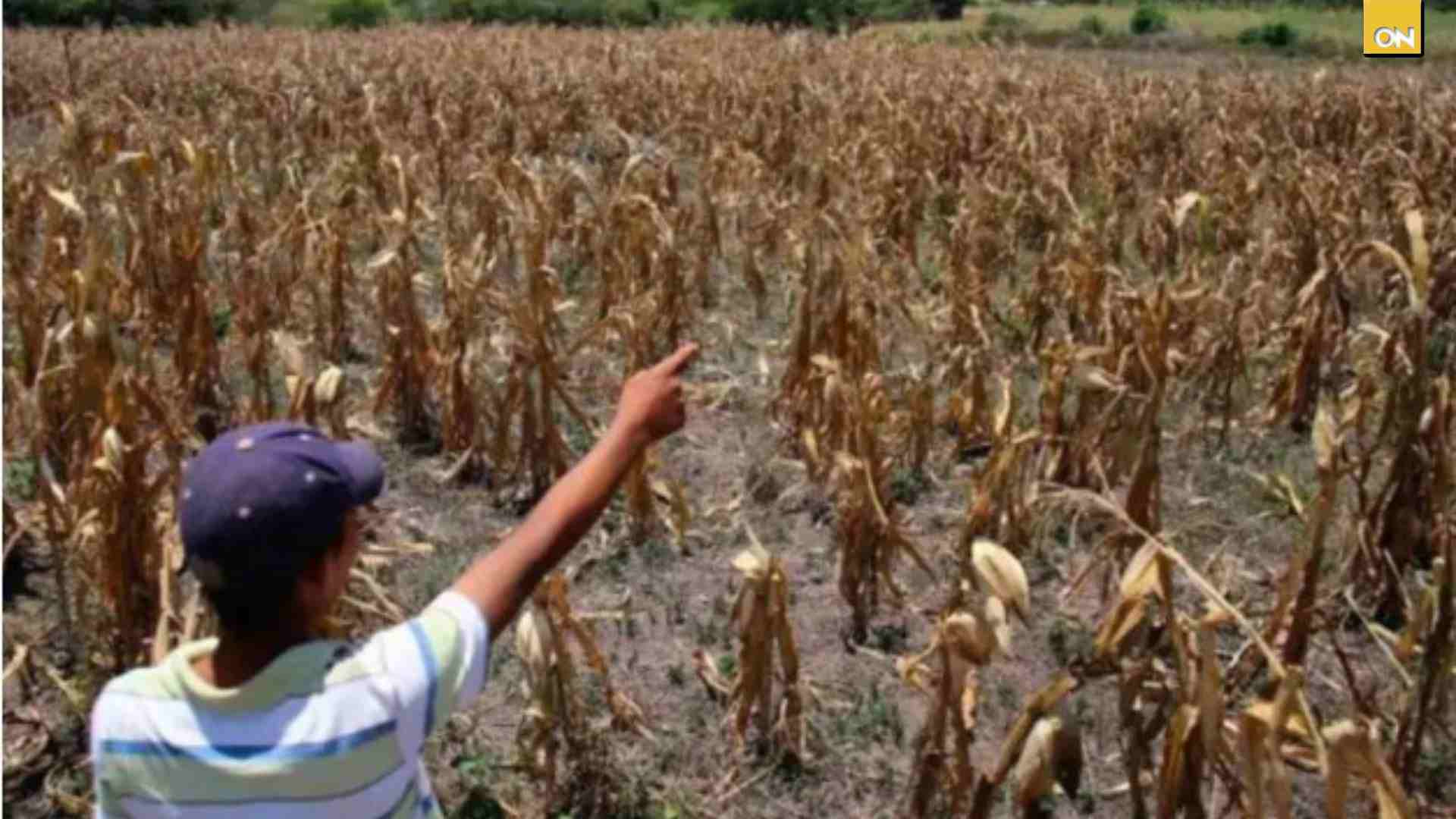Productores advierten hambruna en los próximos meses por sequía en Honduras