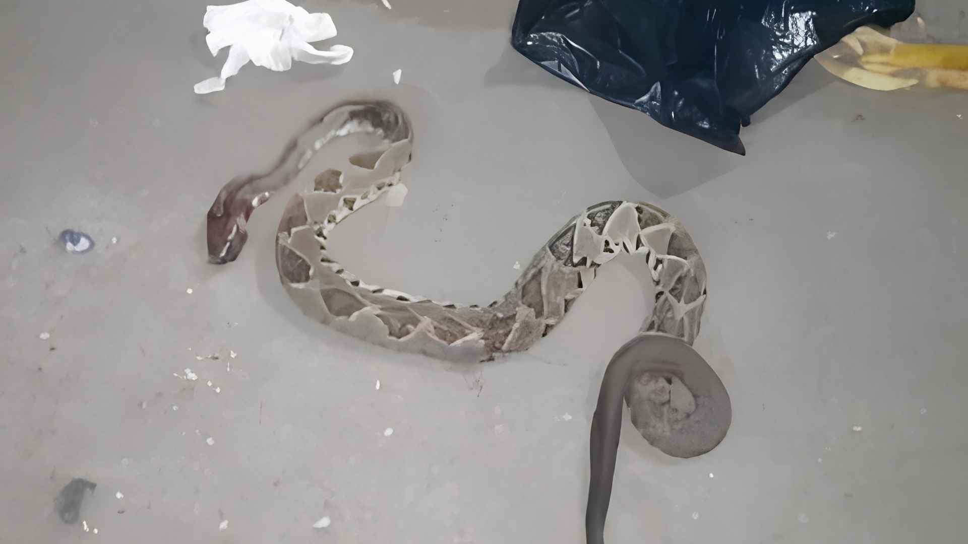Menor de edad es hospitalizado tras ser mordido por una serpiente mientras jugaba en el patio de su casa en Choluteca