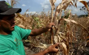 Productores advierten hambruna en los próximos meses por sequía en Honduras