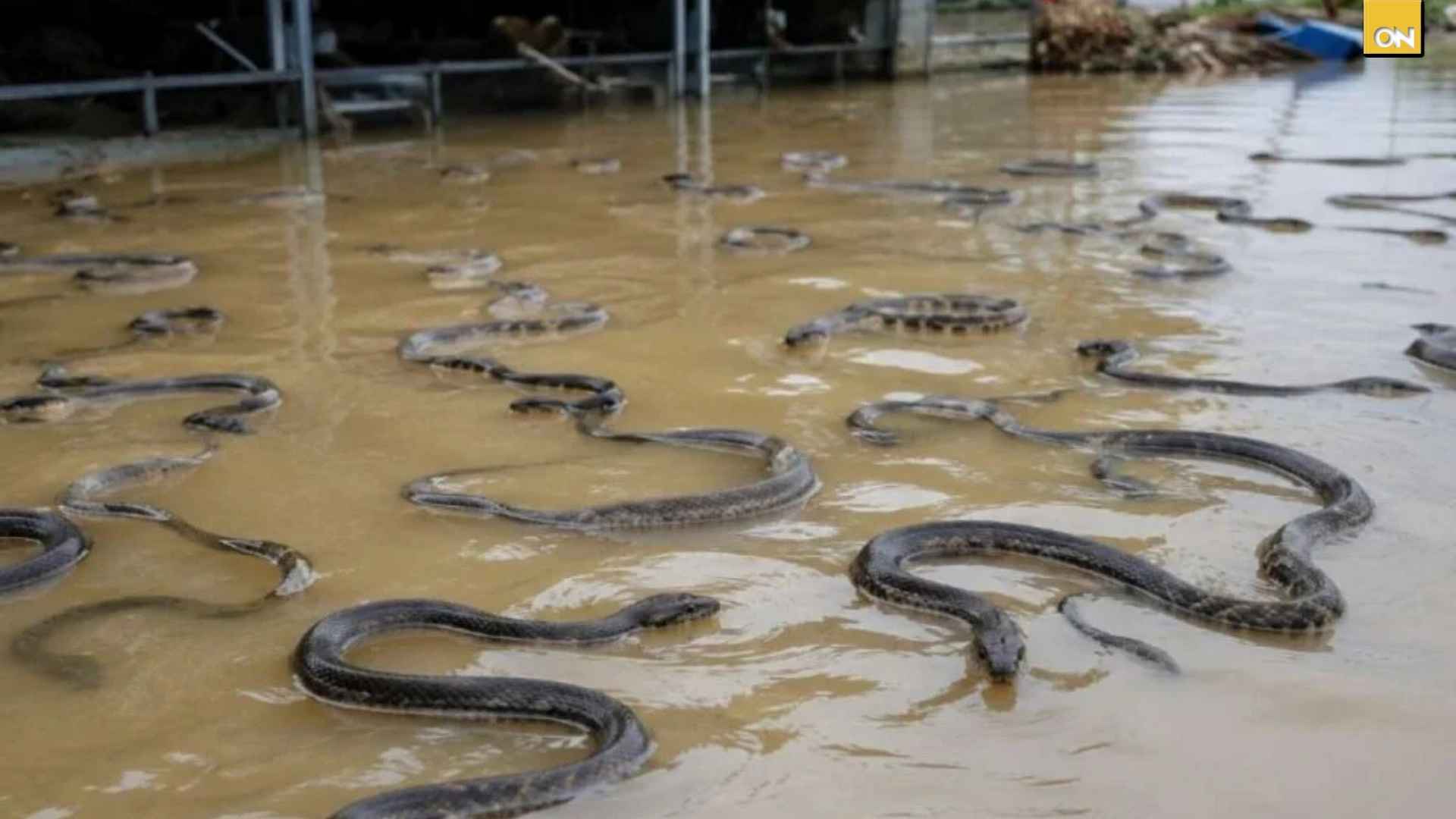 videos del tifón Maysak
