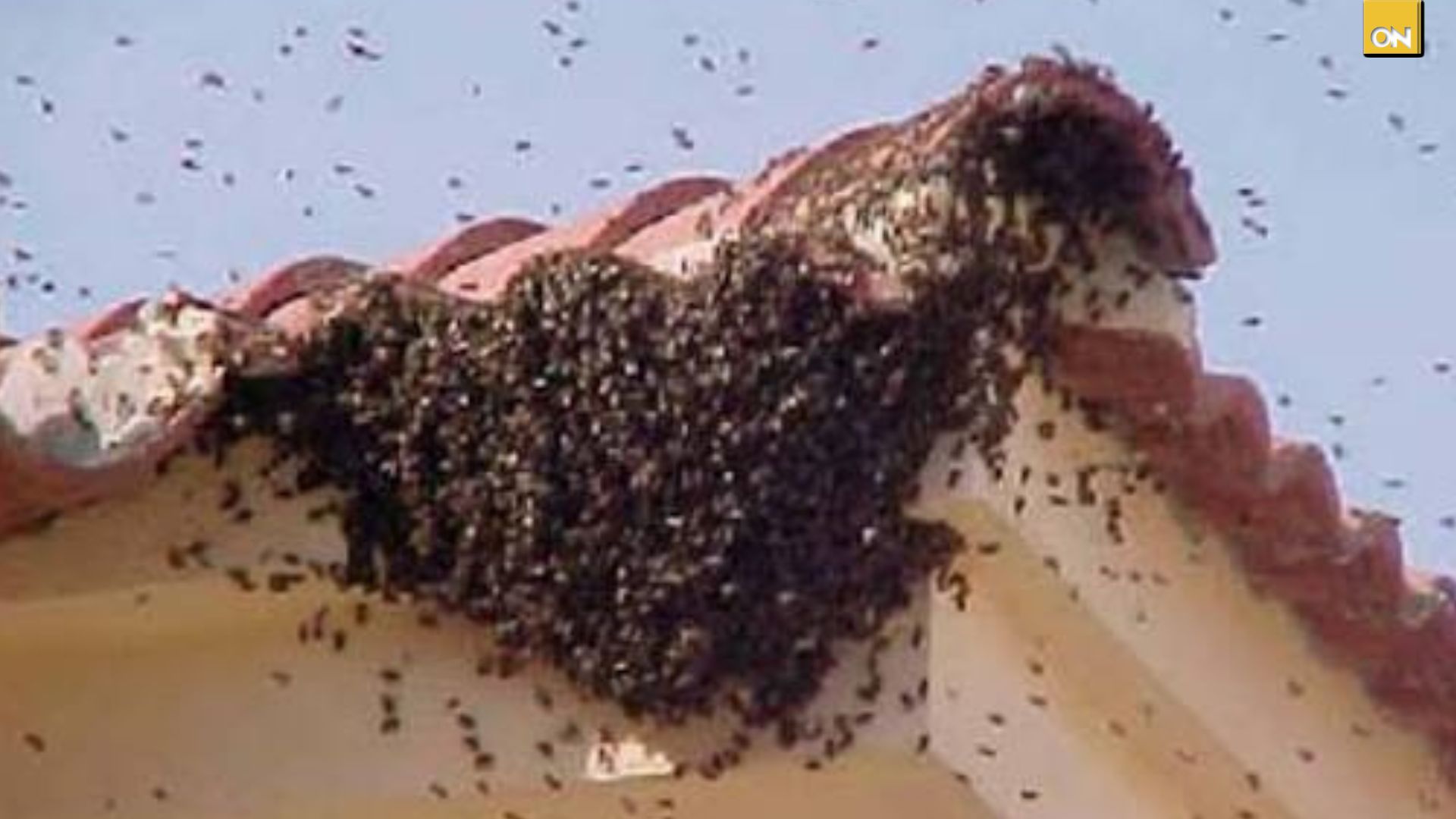Enjambre de abejas provoca terror en Manga Seca: familia permaneció encerrada y animales resultan afectados