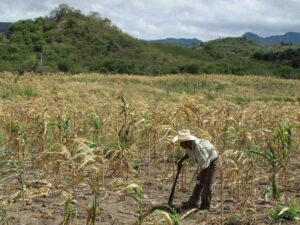 Productores advierten hambruna en los próximos meses por sequía en Honduras