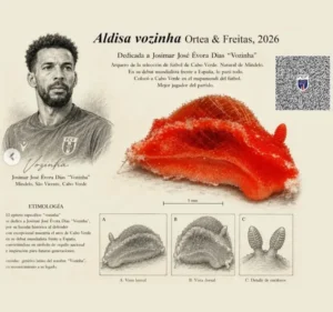 Nueva Especie Marina Vozinha