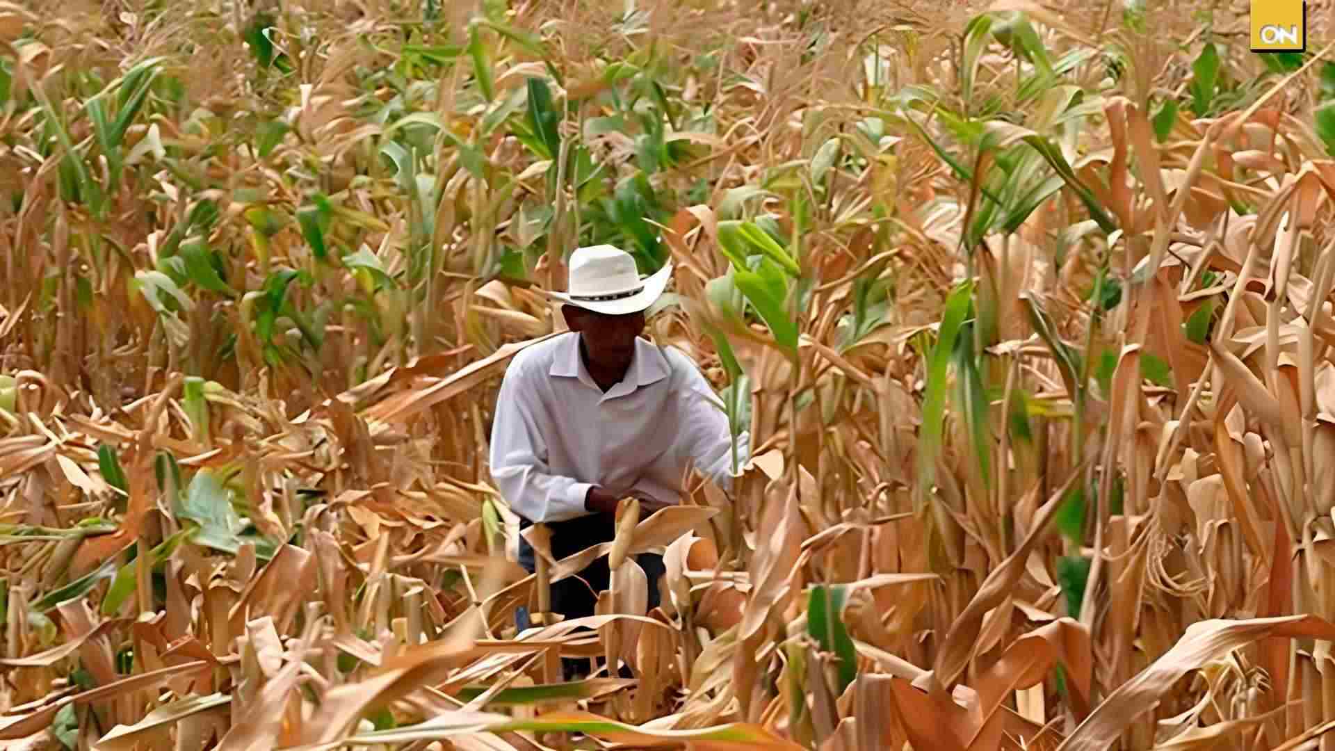 ¿Inició la canícula Crece la preocupación por la escasez de agua y producción de granos básicos